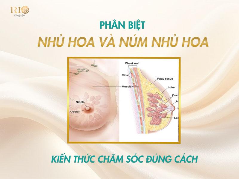 Nhủ hoa hồng hào, đẹp tự nhiên: Mẹo siêu dễ làm năm 2025! 3 Phân biệt nhủ hoa và núm nhủ hoa – Kiến thức chăm sóc đúng cách