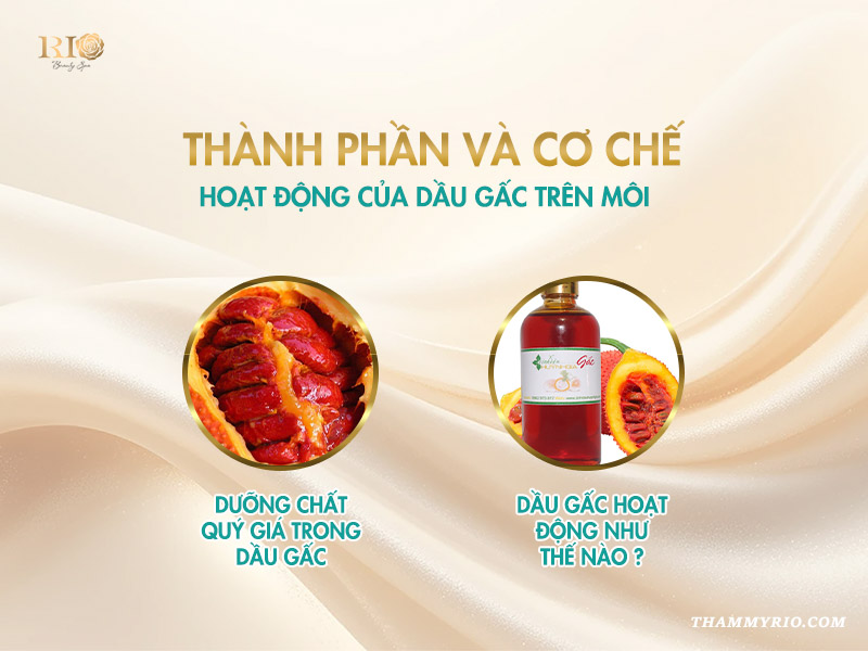 Thành phần và cơ chế hoạt động của dầu gấc trên môi 