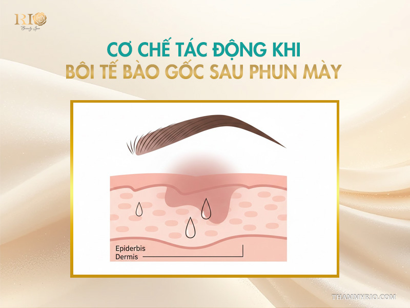 Cơ chế tác động khi bôi tế bào gốc sau phun mày